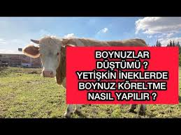 Telefon Siparisiniz Ile Adrese Teslim Buyukbas Hayvan Satislarimiz Devam Ediyor Buyukbas Gebeduve Youtube