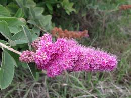 Image result for Spiraea billardii