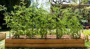 Tomato trellis ideas for tall varieties. Creative Ways To Make Your Own Tomato Trellis Laptrinhx News