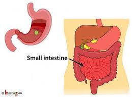 Check spelling or type a new query. à¤® à¤¨à¤µ à¤ª à¤šà¤¨ à¤¤ à¤¤ à¤° Human Digestive System And Digestion Process In Hindi Youtube