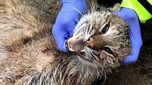 A man told news 8 he entered the garage and pulled the animal off of his wife. Bobcat That Attacked 2 Dogs Shot And Killed By Police Cbs Boston