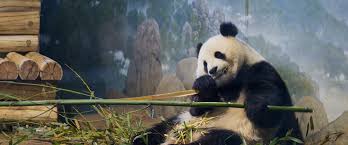 Image result for pandas