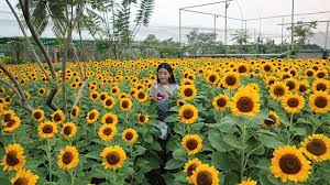 Free delivery dan custom kartu ucapan! 10 Ribu Bunga Matahari Akan Hiasi Sunflower Festival Di Pvj Lihat Keindahannya Tribun Jabar