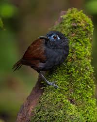 Image result for Bertiera angusiana