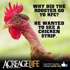 Country Joke Why Did The Rooster Go To Kfc He Wanted To See A Chicken Strip Www Acreagelife Com Chicken Jokes Chicken Humor Country Jokes
