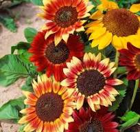 Sunflower Colour Fashion Mixed OSC Seed