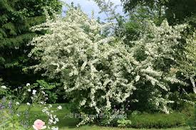 Image result for Pyracantha coccinea soleil d'or
