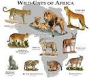 Wild Cat Breeds - Cat Breeds Encyclopedia