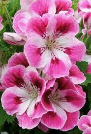 Pin On Wonderful World