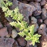 Image result for Dysphania schraderiana