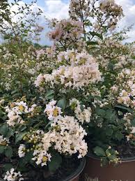 Image result for Lagerstroemia