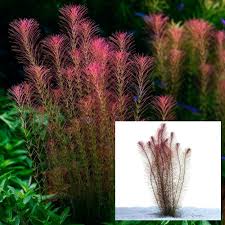 Image result for Rotala fontinalis