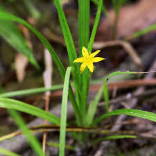 Image result for Hypoxis urceolata