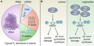 While examining the animal and plant cell through a microscope, you might have seen numerous organelles that work together to complete the cell activities. Tor Coordinates Nucleotide Availability With Ribosome Biogenesis In Plants Biorxiv