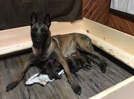 If you are looking to adopt or buy a belgian malinois take a look here! Litter Of 9 Belgian Malinois Puppies For Sale In Valparaiso In Adn 63978 On Puppyfinder Com Gender Male S Belgian Malinois Puppies Belgian Malinois Malinois