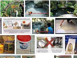 Cat kolam ikan agar tidak bocor. Cara Mengatasi Kolam Ikan Yang Rembes Dan Bocor