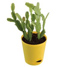 Another difference between them is the timing of when they flower (which is how they ideally, the temperature should remain around 50f degrees. Ugaoo Christmas Cactus Plant With Self Watering Pot Amazon In Garden Outdoors