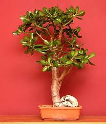 Image result for Crassula morrumbalensis