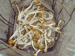 Pin On Mushrooms