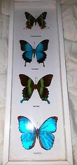 Decoracion mimi mouse para una hermosa princesita por sus tres añitos. Arte Decoracion Del Hogar Real Exoticas Mariposas Madagascar Ulises Blumei Estructural Ebay
