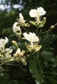 Image result for Berlinia grandiflora