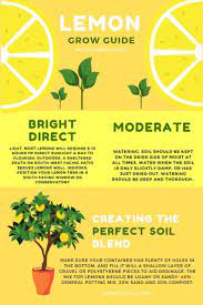 How To Grow Lemons How To Grow Lemon Plant Care Garden Care
