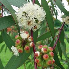 Image result for Eucalyptus