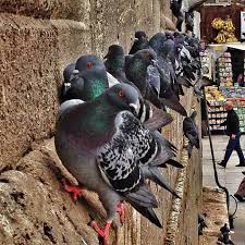 Yeni Camii De Guvercinler Istanbul Hayvan Istanbul Turkiye