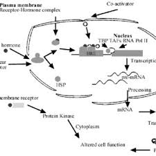 Pdf Anabolic Androgenic Steroids Effects On The Immune System A Review