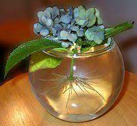 Hydrangea Propagation Plants Propagating Hydrangeas Lawn And Garden