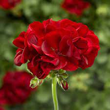 Calliope Medium Dark Red Geranium Red Geraniums Geraniums Showy Flowers