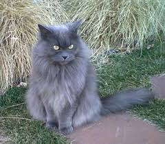 The american longhair is a breed of cat. Domestic Long Hair The Pet Wiki