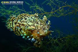 ソウシカエルアンコウとハナオコゼ | 伊豆大島あとぱぱダイビングサービス-東京都大島町