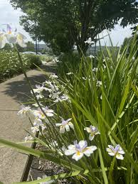 Image result for Dietes