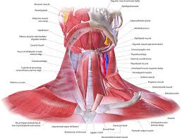 / neck and head muscles head neck and shoulder musc. 5 Grade Photographic Ibsa Neck Laxity Scale Ccid