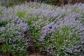 We did not find results for: Hotel Cigarral El Bosque Toledo Updated 2021 Prices