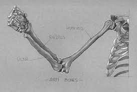 Artstation Anatom Inktober Day 6 Arm Bones Mikael Lavandier Arm Bones Anatomy Bones Bone Drawing