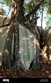 Image result for Ficus lutea