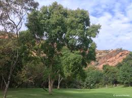 Image result for Heteropyxis natalensis