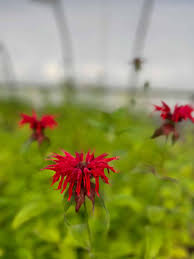 Image result for Monadenium herbaceum