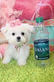 The lowell teacup puppies categorizes dogs by price range and breed for a wide selection of customers. Teacup Maltese Teacup Maltese For Sale Maltese Puppies Tiny Micro 954 324 0149