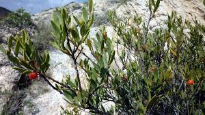 Image result for Osyris compressa
