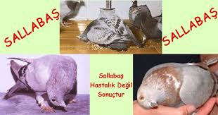 Sallabas Guvercin Tedavisi Mehmet Hocam