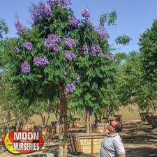 Las vegas 4k video moon valley nurseries garden hd video filmed on. Moon Valley Nurseries Growest Nursery Fruitless Olive Evergreen Tree Landscape Architect