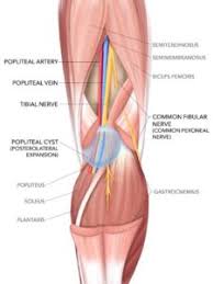 So the anterior cruciate ligament is in front of the posterior cruciate ligament. Baker S Cysts An Early Indication Of Pathology
