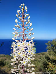 Image result for Drimia