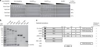 Sliding barn doors with inset metal grills and antiqued gray industrial hardware. Inhibition Of Crispr Cas9 Ribonucleoprotein Complex Assembly By Anti Crispr Acriic2 Nature Communications