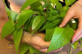 Not only is this plant very hardy and easy to care for, it is excellent removing toxins in the air. Why Pothos Drips Water Sweats And What To Do About It Indoor Plants For Beginners