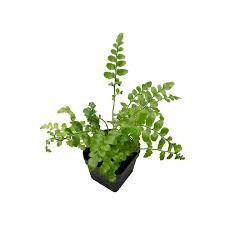 Image result for Asplenium gemmiferum