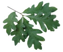 Image result for white oak leaf